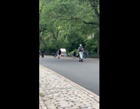 Horse with carriage runs away at park part 1