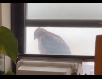 Filmer inside house show eagle on window