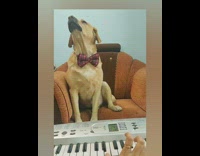 Brown dog red bowtie howls keyboard piano