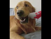 Golden retriever dog toy knife in mouth