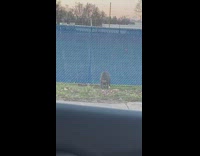 Guy gets out of car and approaches grey dog 