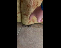 Cat hides behind curtains and attacks filmer