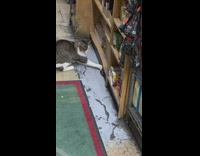 Cat plays with rat barzinis gourmet market 