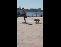 Skateboarding Guy and Pet Bulldog at Pier 