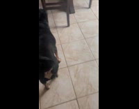 Man follows dog back around house 