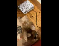 Orange cat in a ripped paper bag  