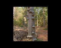 Large grey mushrooms grow on tree trunk 