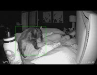 Room camera cat lays on woman 