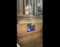 Two horses likes treats given by filmer