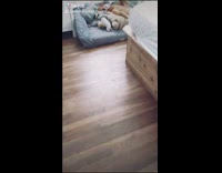 Large brown dog small grey couch toys