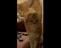 Collab PLC - Cat sits with cookie bag in head