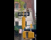 Owl stands at the top of the road sign at the street 