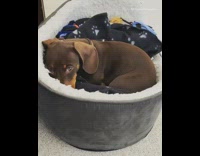 Brown dachshund puppy grey bed tilts head 