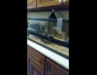 Large brown ball python snake twirls body 