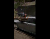 Collab WINY - Tree fell on parked silver car street