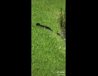 Group of otters eat fish in lake