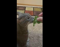 Gray cat eats green lettuce vegetables