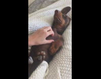 brown dog laying down in bed getting scratched by owner