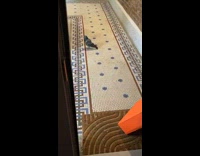 Pigeon seen in hotel room 