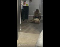 Dog gets pushed on floor while laying down 