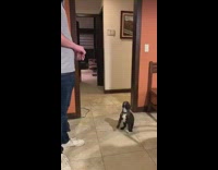 Guy feeds black french bulldog puppy treat