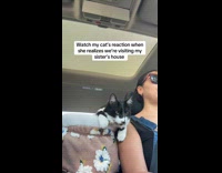 Cat gets excited visiting aunts house