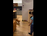 Well-Trained Cat Follows  Kids Instruction Consecutively