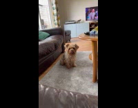 Woman cries and whines like her dog