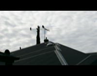 Pigeons on the roof with one spins on the ventilator