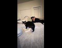 Collab Clips MPUGC - Kitten hissing when approached 