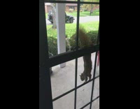 Squirrel climbs on screen gets fed nuts