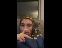 Small grey kitten sleeping on woman shoulder