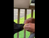 Black pet dog eats the corn cob