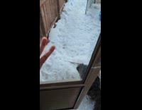 Cat gets slapped and fights another cat