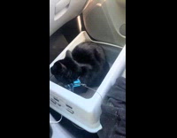 Black cat long meow in car