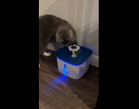 Cat playing with water fountain 