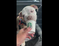 Puppy in car eats puppuccino treat 