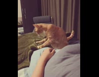 Orange cat massages owners leg on bed