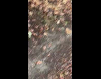 Bicycle tree trunk black helmet rain guy