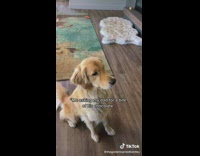 Collab BSMedia - Dog wants a bite of dads chocolate