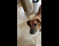 Large brown dog takes little bite dumpling