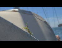 Collab DailyDoseOfInternet - Green preying mantis on boat ocean water