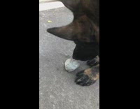 German shepherd dog plays with a rock 