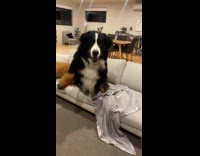 Huge dog jumps from sofa in slow motion