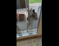 Cat outside stand wipe glass with paws