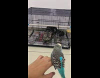 Collab PLC - Black White Cat Looks at Bird as it Flies Towards Cage