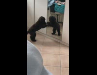 Dog black furry scratch play mirror reflection