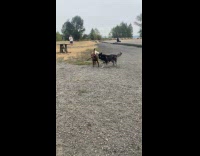 Two dogs bites stick trained by owner