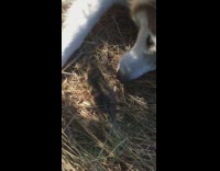 Brown husky dog gopher rodent grass pt. 2 
