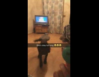 Small black dog green ball fetch fail 